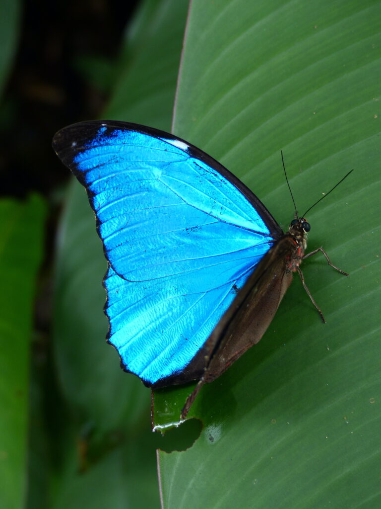 Blauwe vlinder Morphy zittend op een groot blad in het regenwoud van Trésor