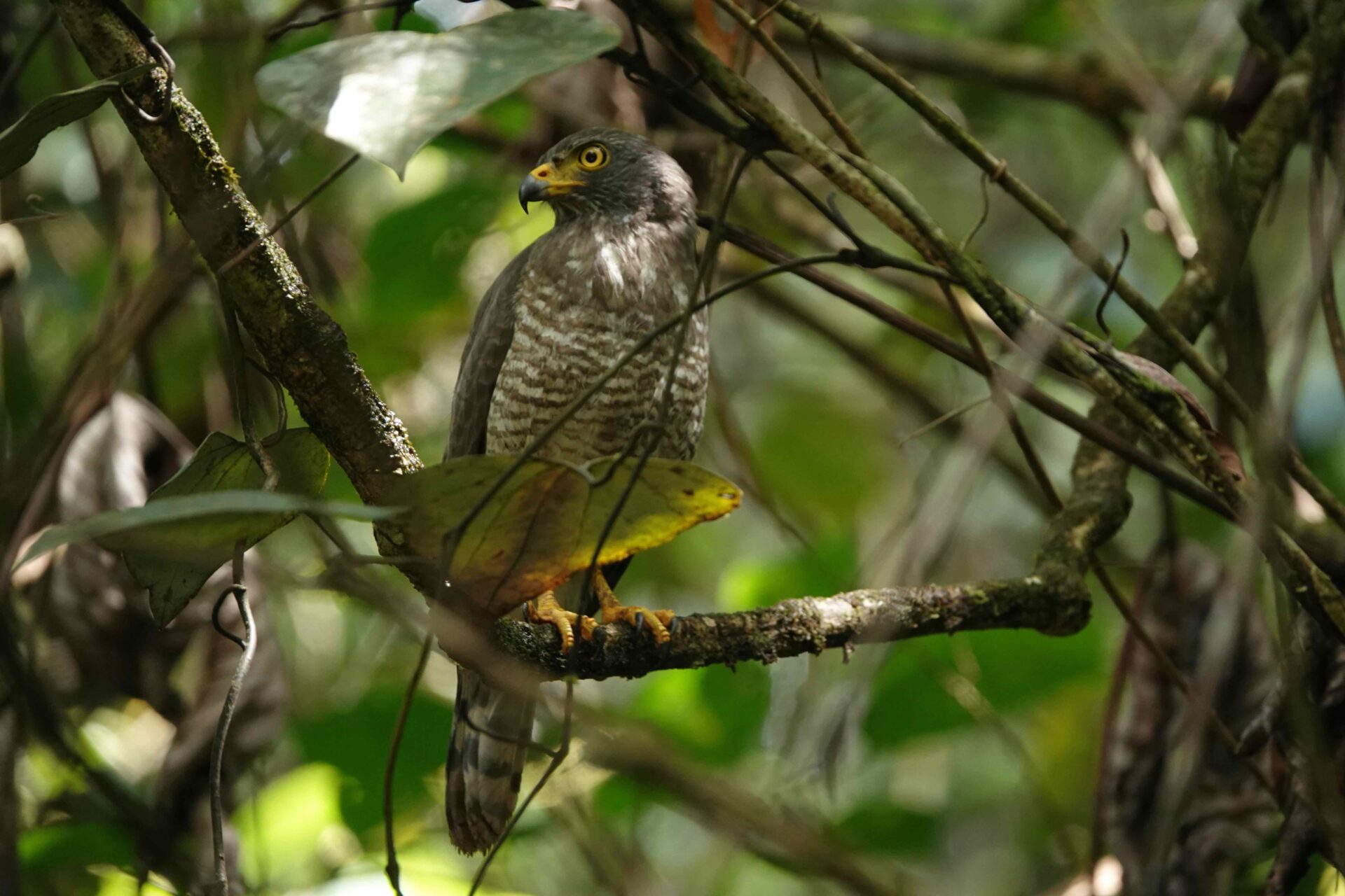 Roofvogel verstopt tussen de takken in het regenwoud van Trésor