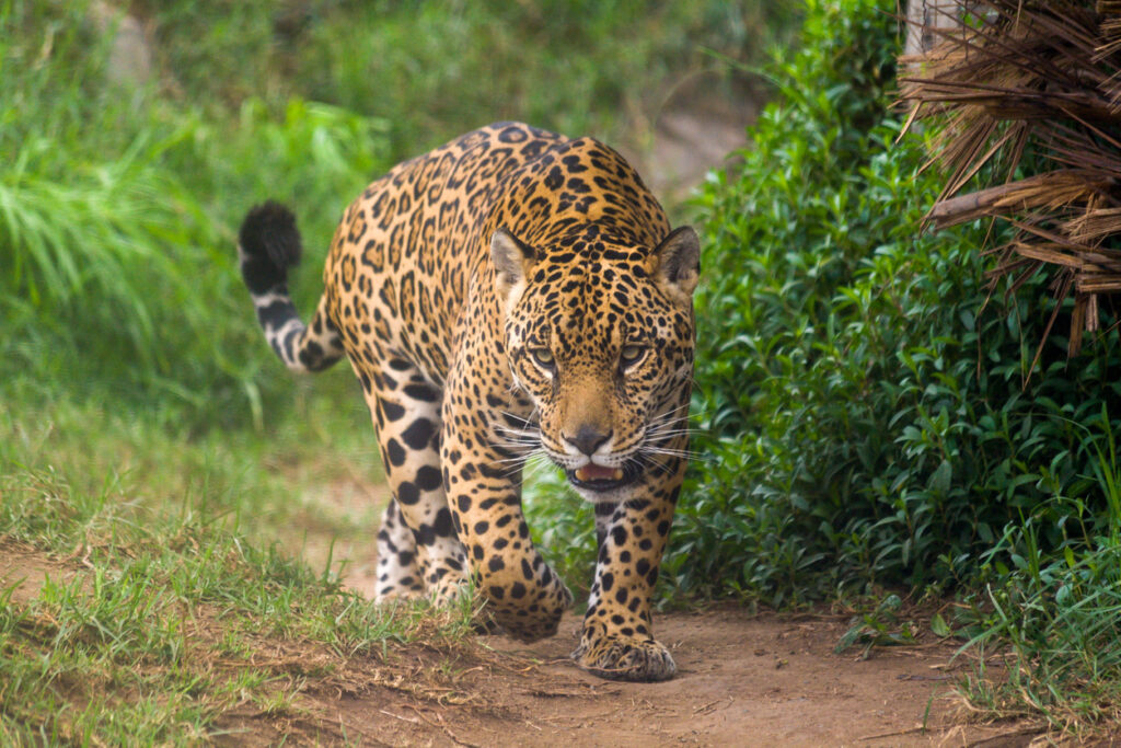 Goede doelen natuur en dieren. Jaguar sluipt door het regenwoud van Frans-Guyana, beschermd door Stichting Trésor.